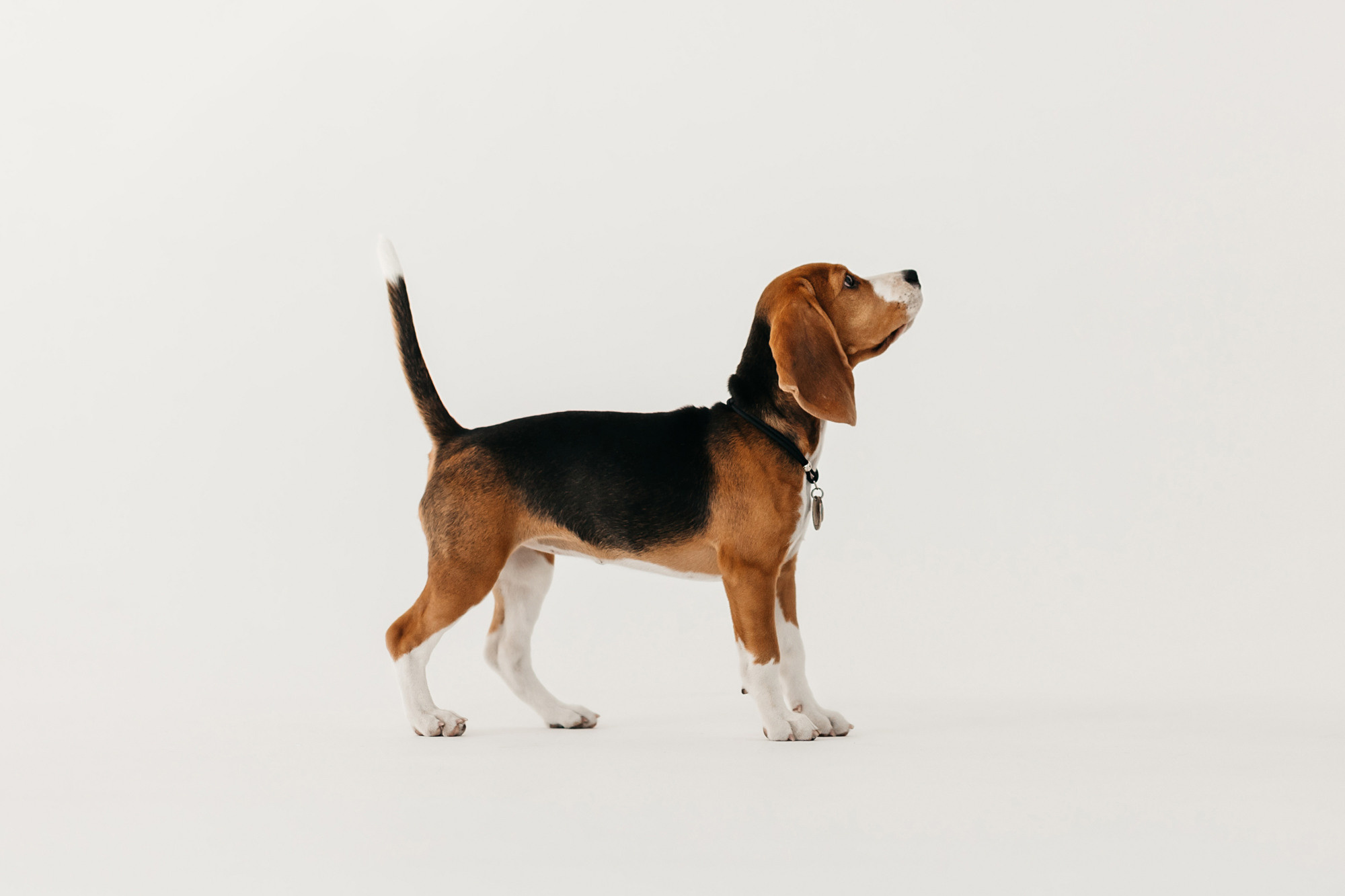 Наталия и Булочка. Фотограф-анималист Елена Радченко, Москва