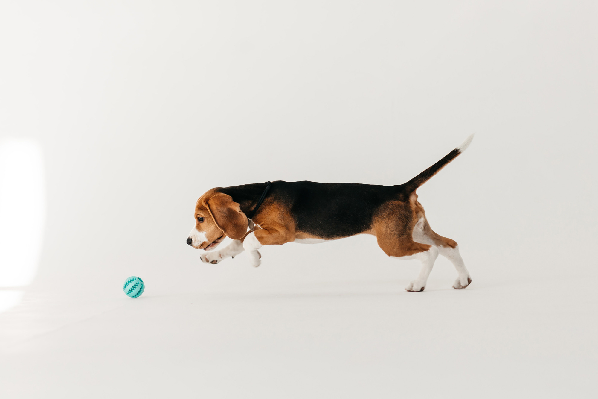 Наталия и Булочка. Фотограф-анималист Елена Радченко, Москва