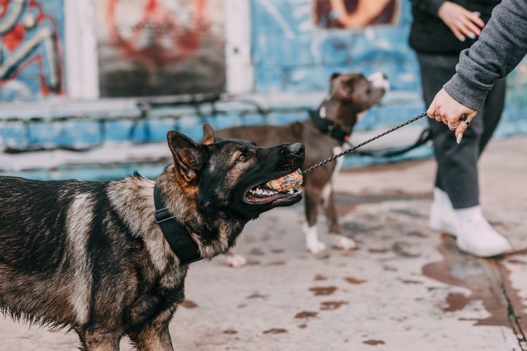 Ошейники Tame flame. Фотограф-анималист Елена Радченко, Москва