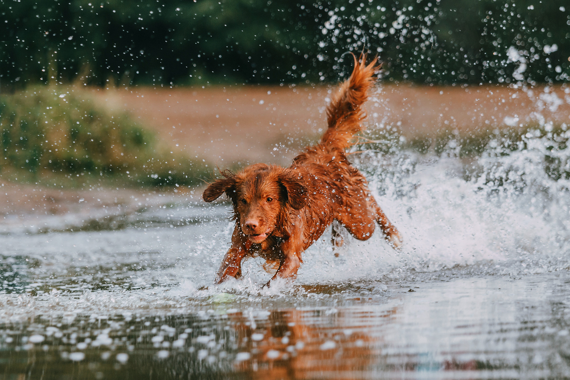 Бублик. Фотограф-анималист Елена Радченко, Москва