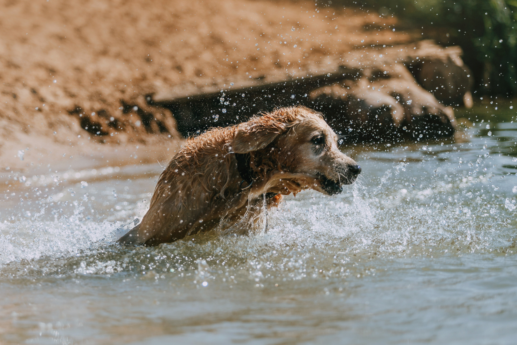Бэлла и Альма. Фотограф-анималист Елена Радченко, Москва