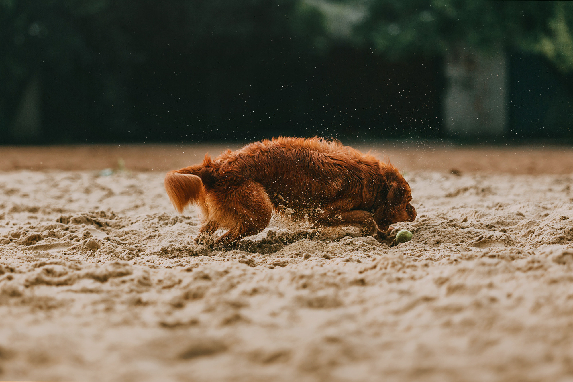 Бублик. Фотограф-анималист Елена Радченко, Москва