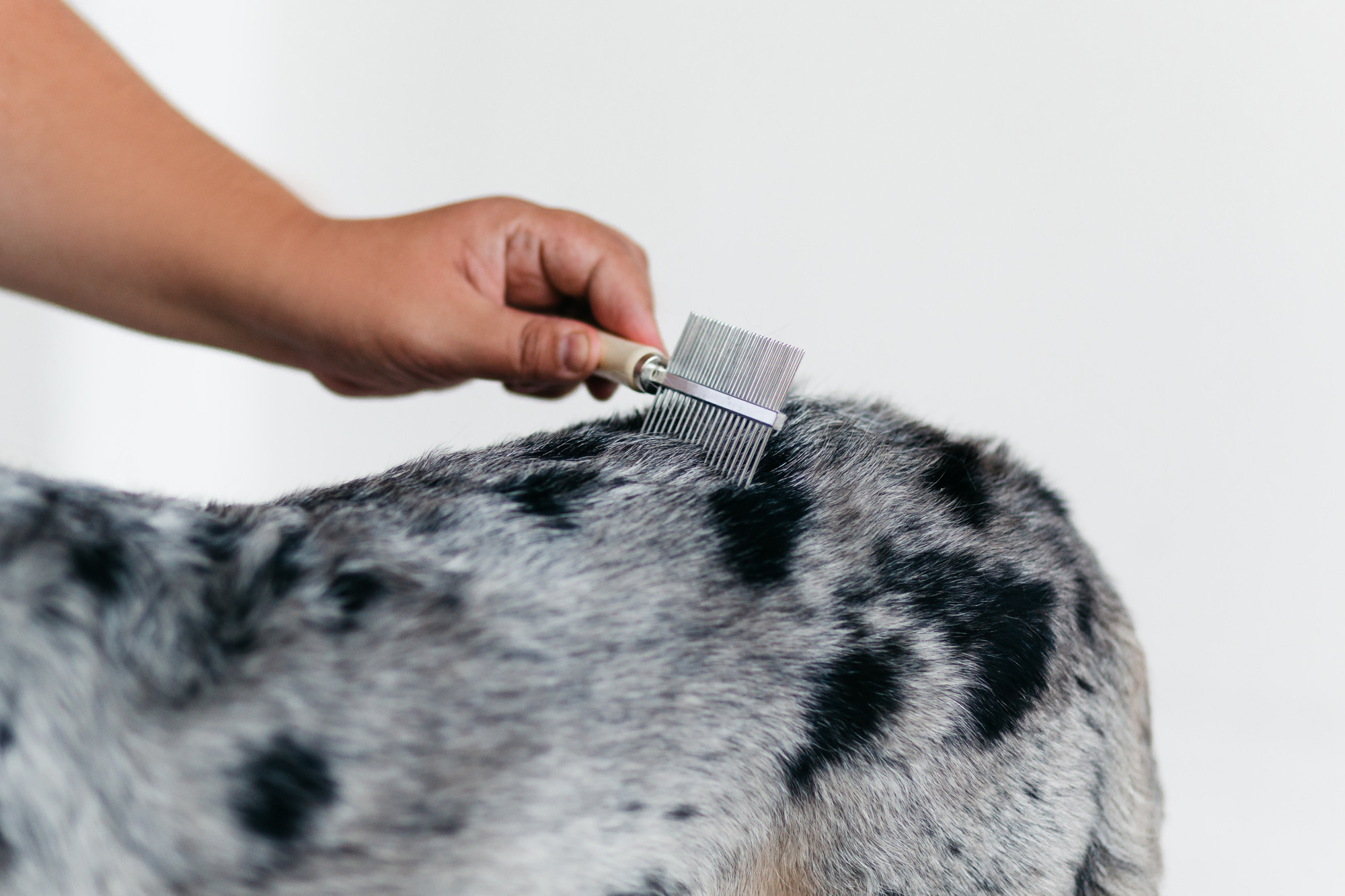 Магазин Каскад. Фотограф-анималист Елена Радченко, Москва