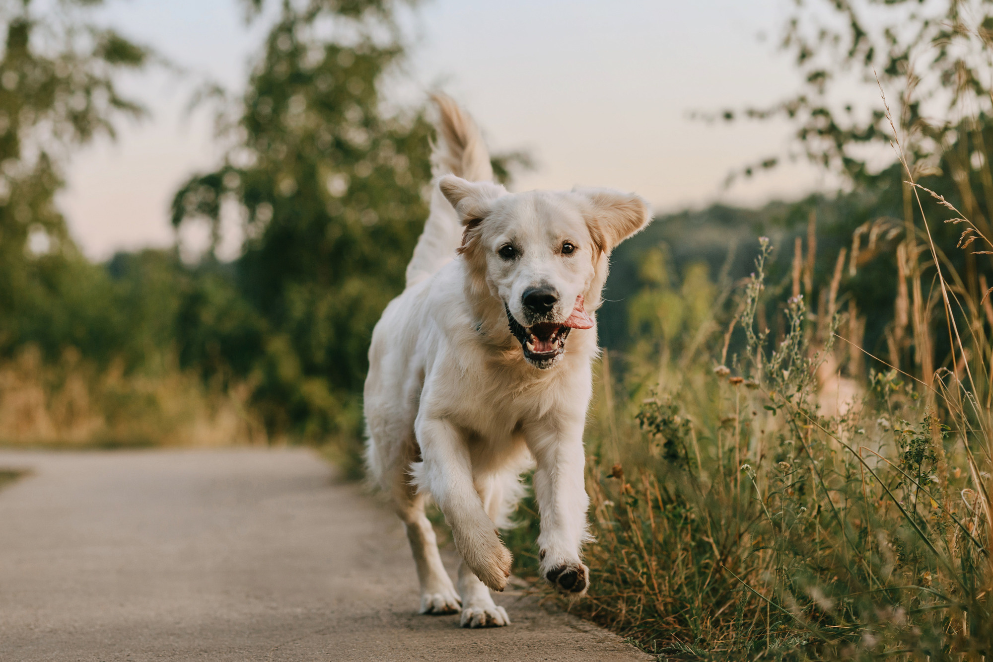 Ольга и Винни. Фотограф-анималист Елена Радченко, Москва