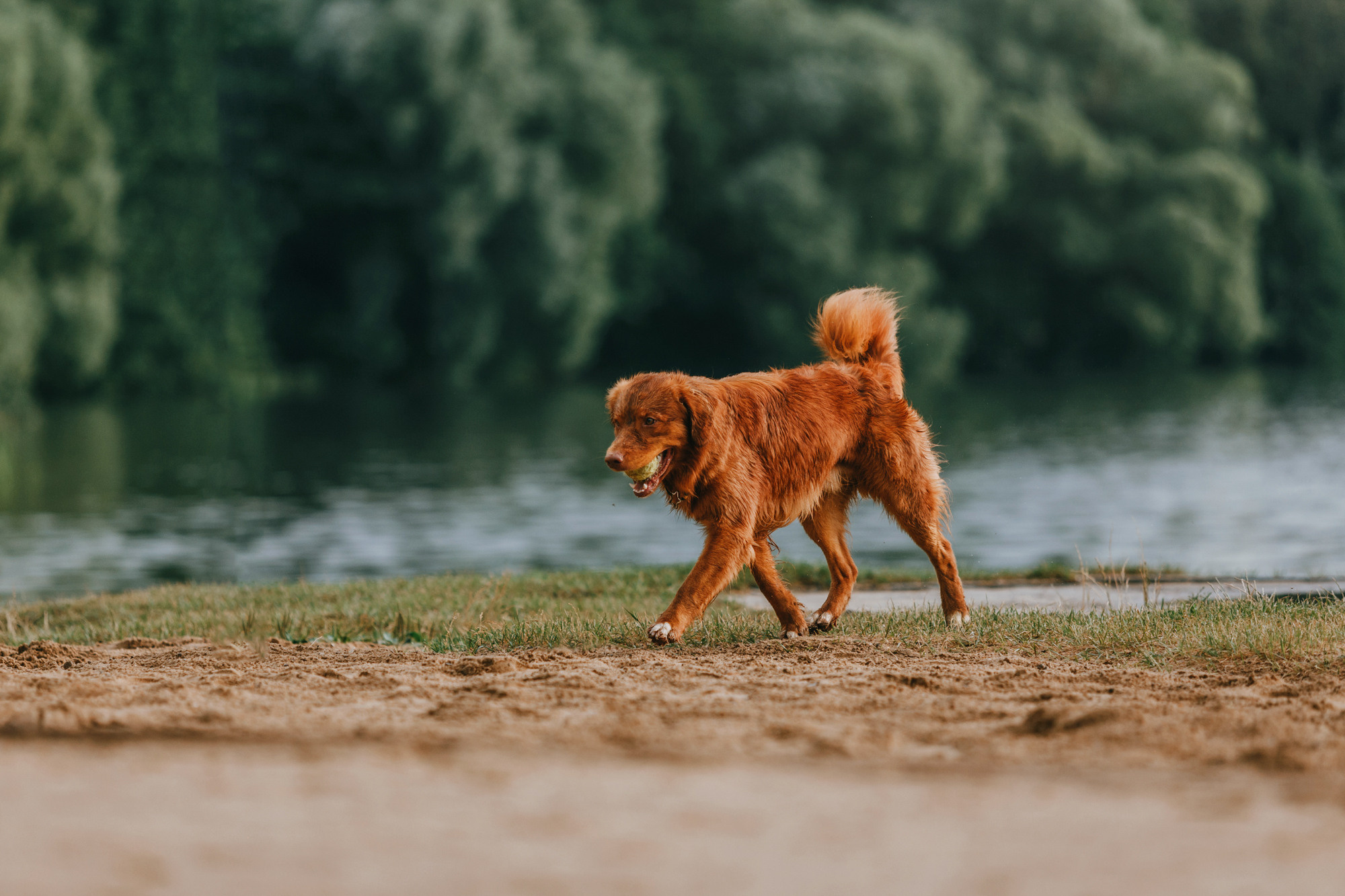 Бублик. Фотограф-анималист Елена Радченко, Москва