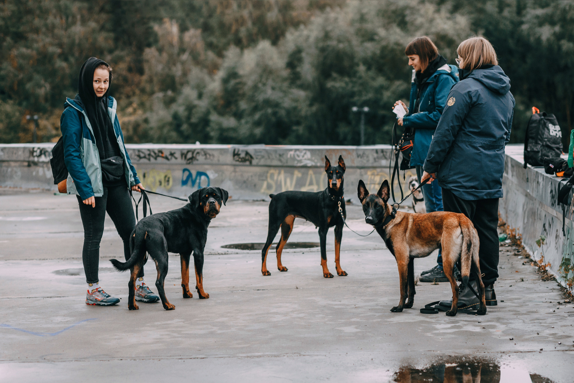 Ошейники Tame flame. Фотограф-анималист Елена Радченко, Москва