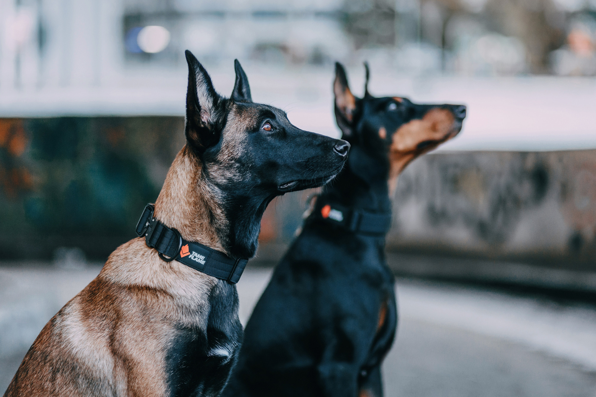 Ошейники Tame flame. Фотограф-анималист Елена Радченко, Москва