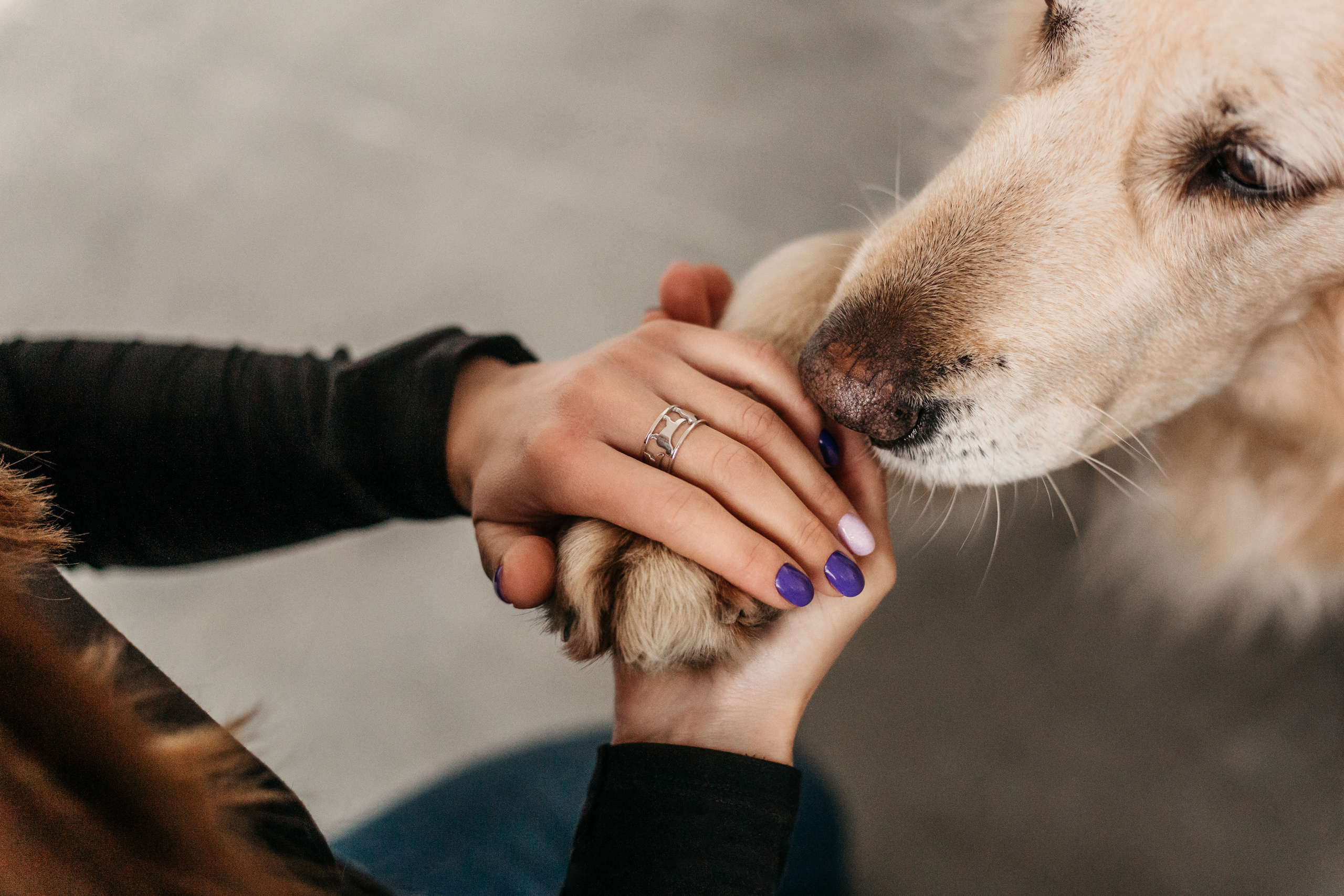 Украшения Diamond Animal. Фотограф-анималист Елена Радченко, Москва
