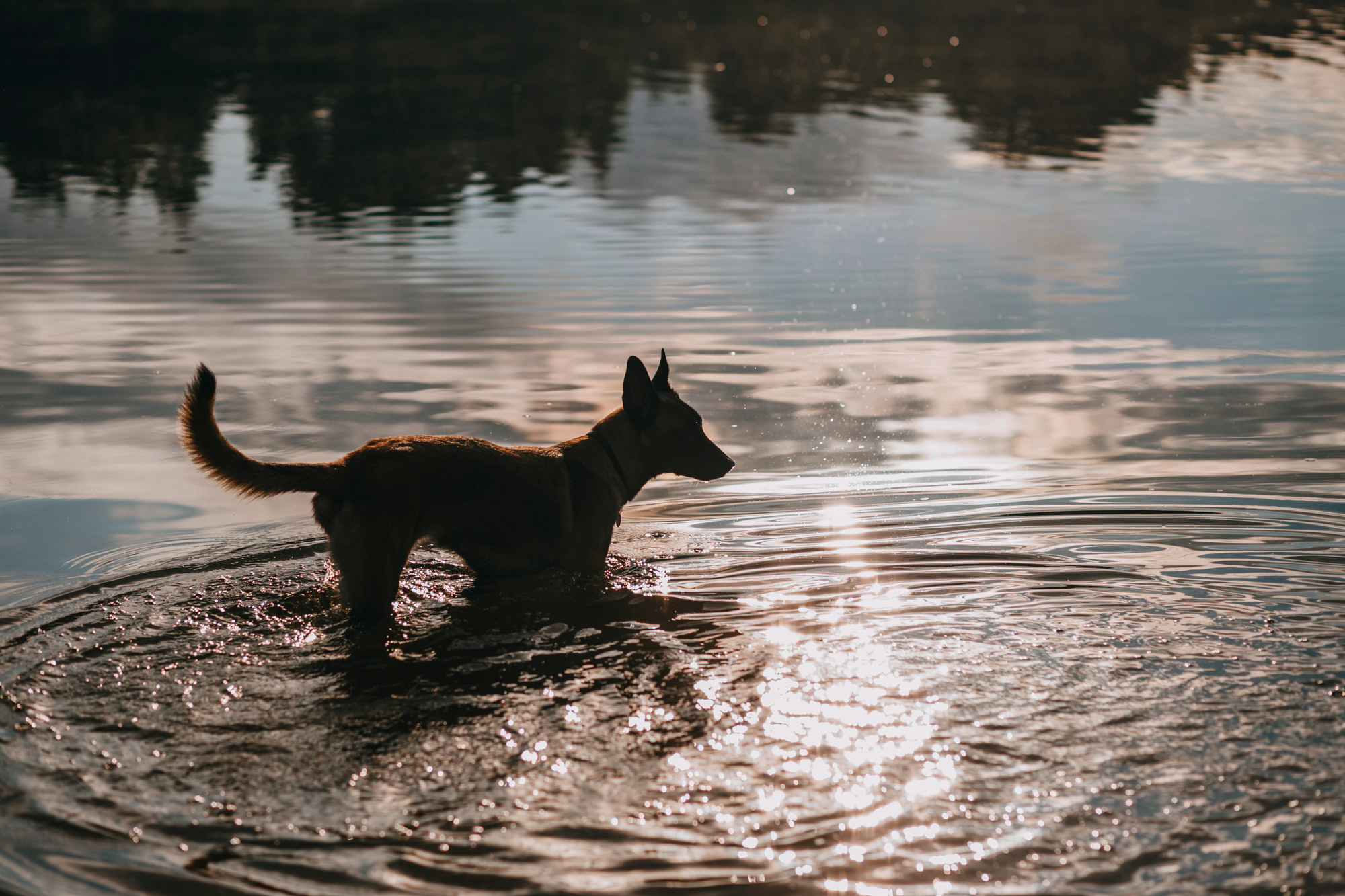 Полина и Ишка. Фотограф-анималист Елена Радченко, Москва
