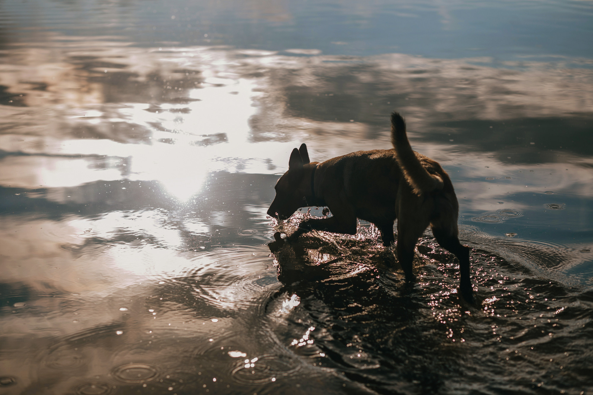 Полина и Ишка. Фотограф-анималист Елена Радченко, Москва