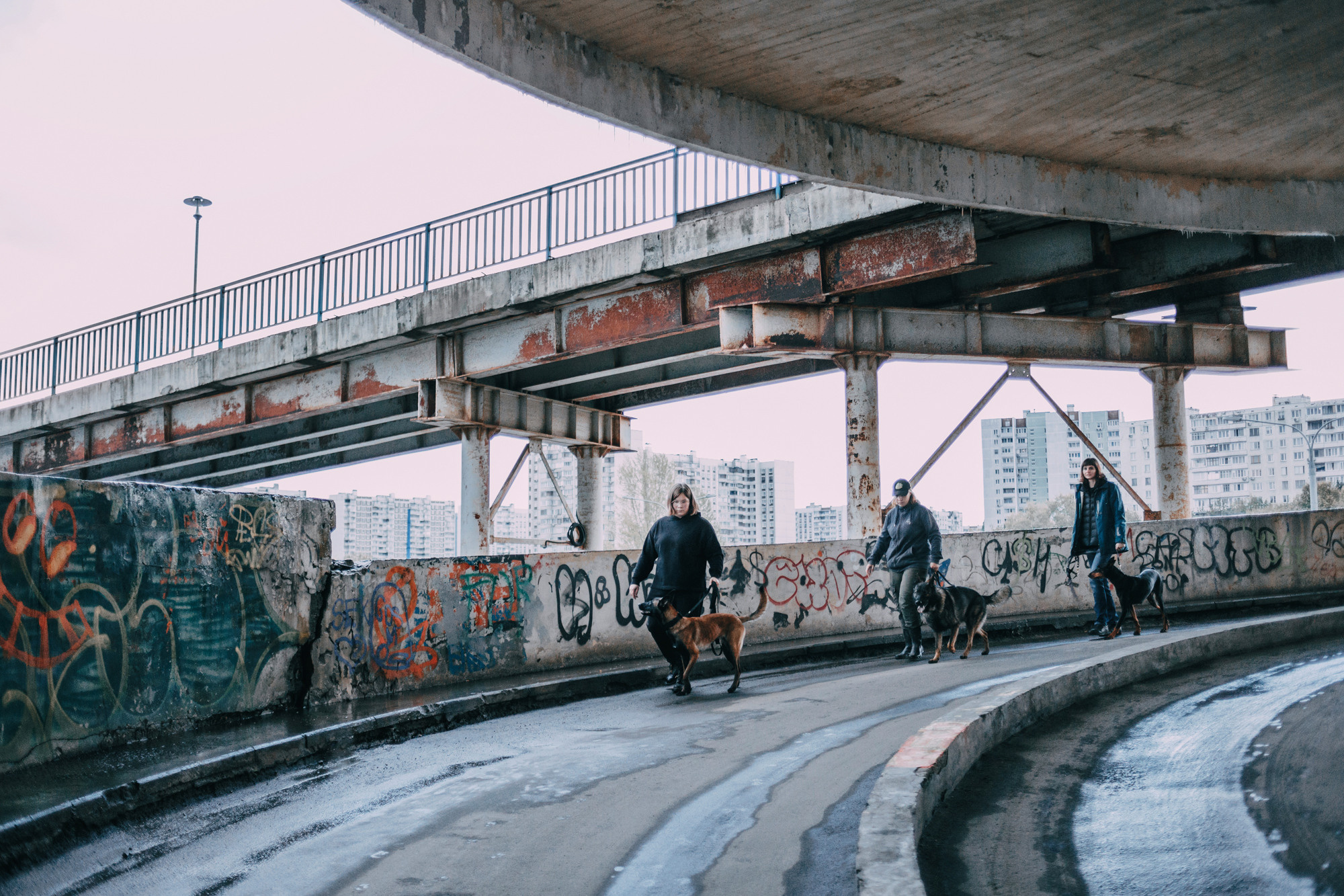 Ошейники Tame flame. Фотограф-анималист Елена Радченко, Москва
