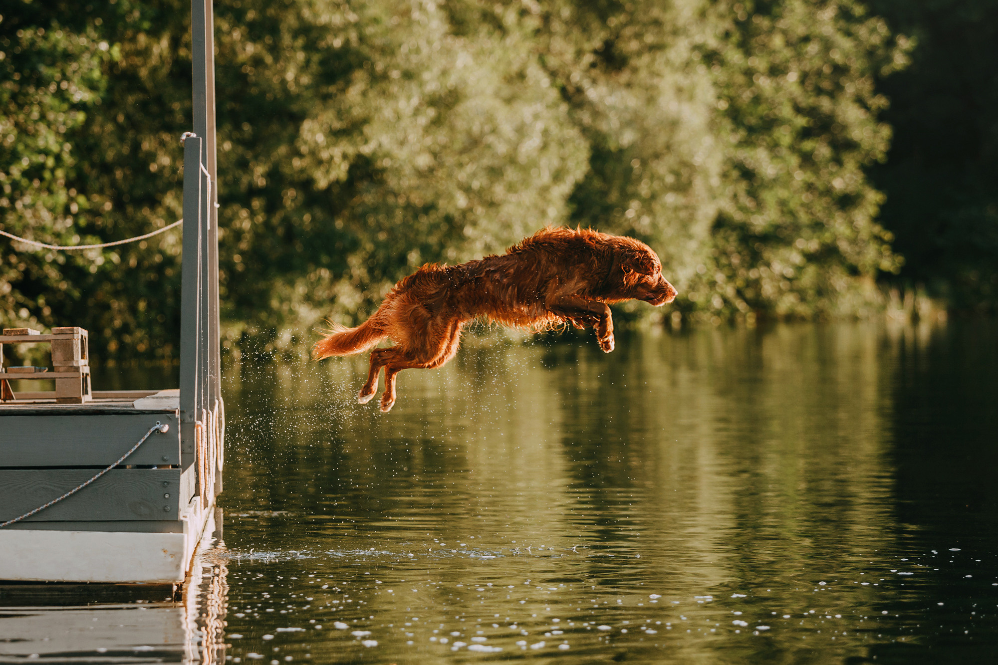 Бублик. Фотограф-анималист Елена Радченко, Москва