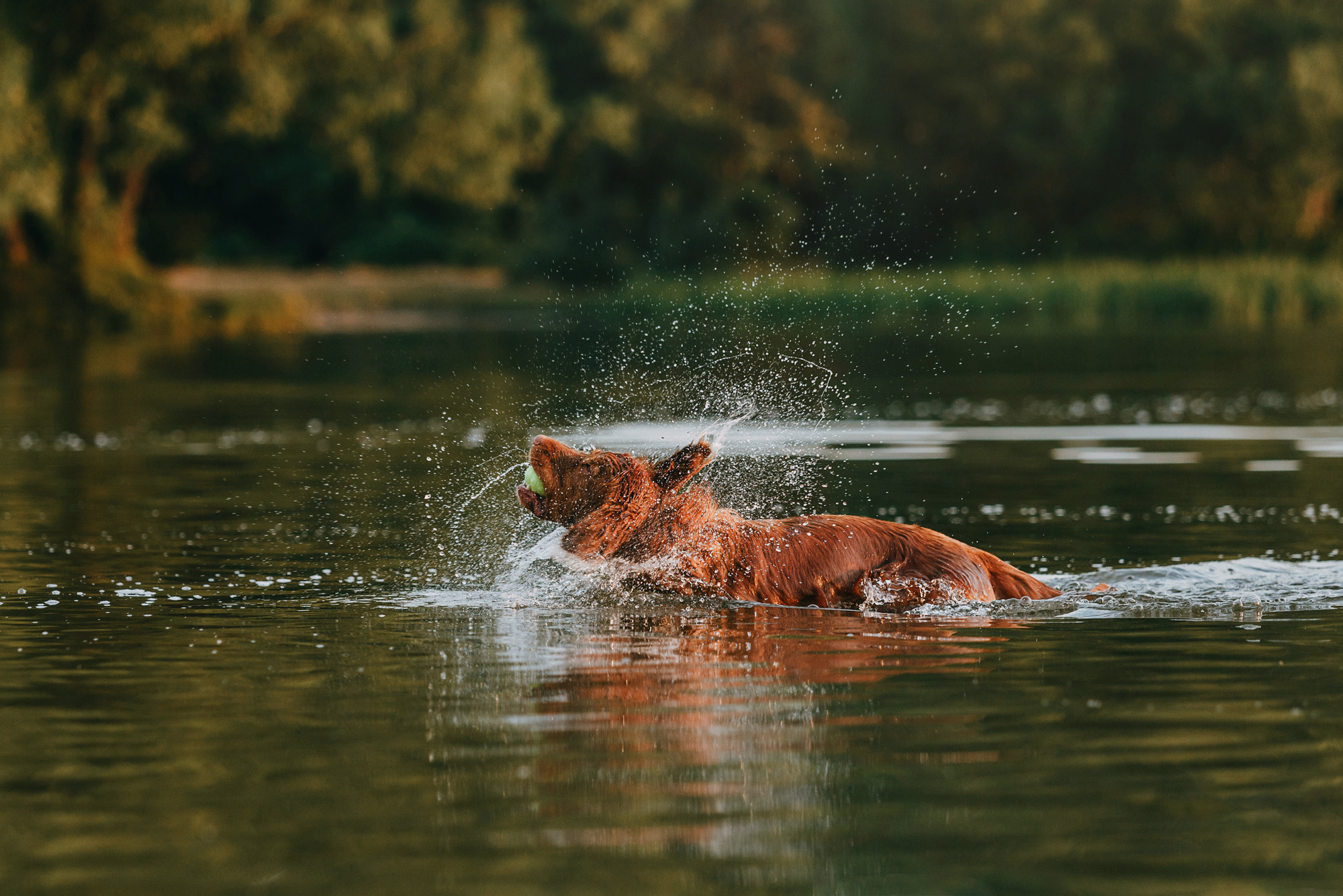 Бублик. Фотограф-анималист Елена Радченко, Москва