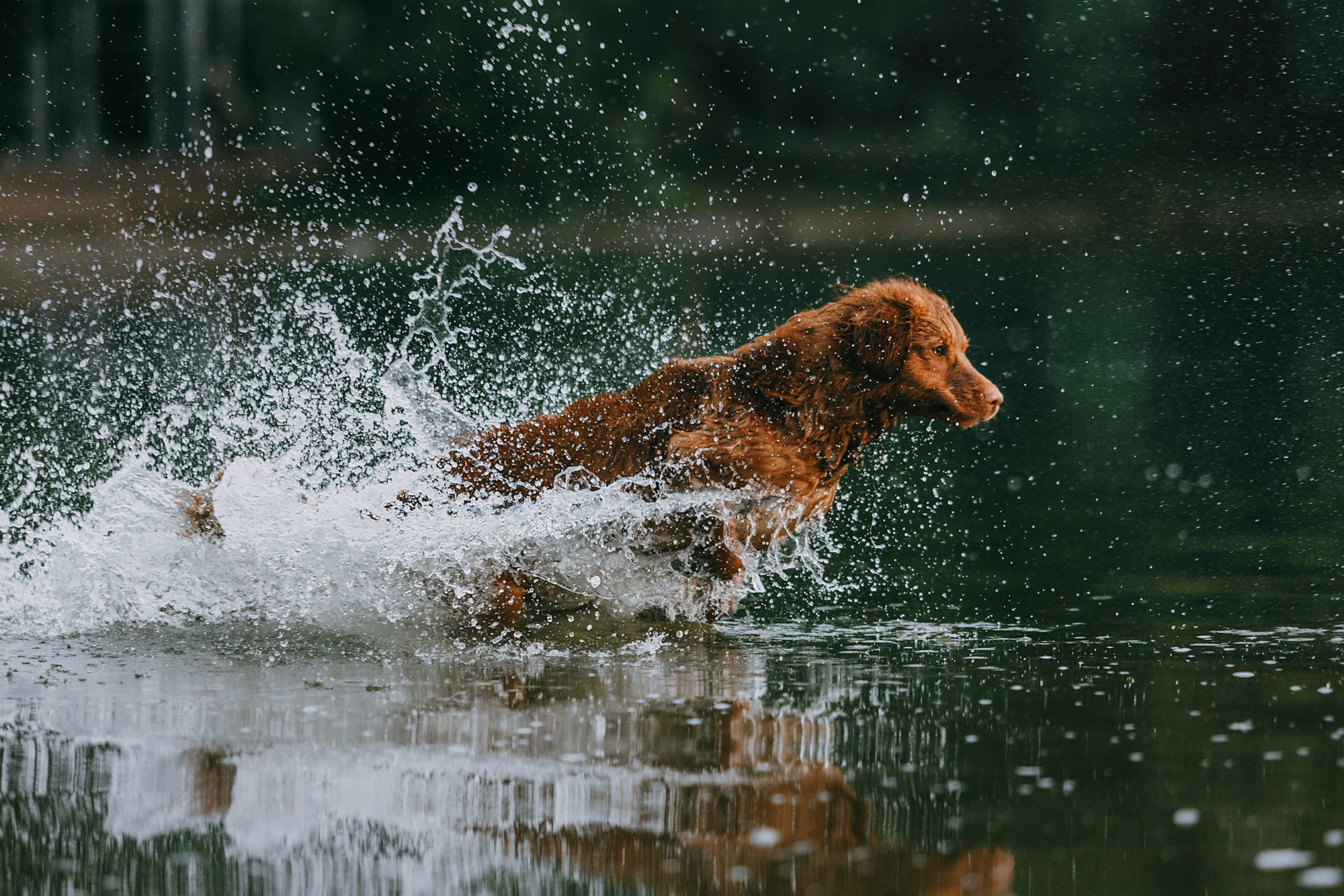 Бублик. Фотограф-анималист Елена Радченко, Москва