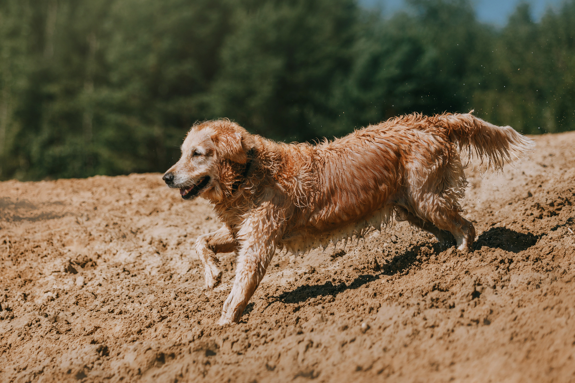 Бэлла и Альма. Фотограф-анималист Елена Радченко, Москва