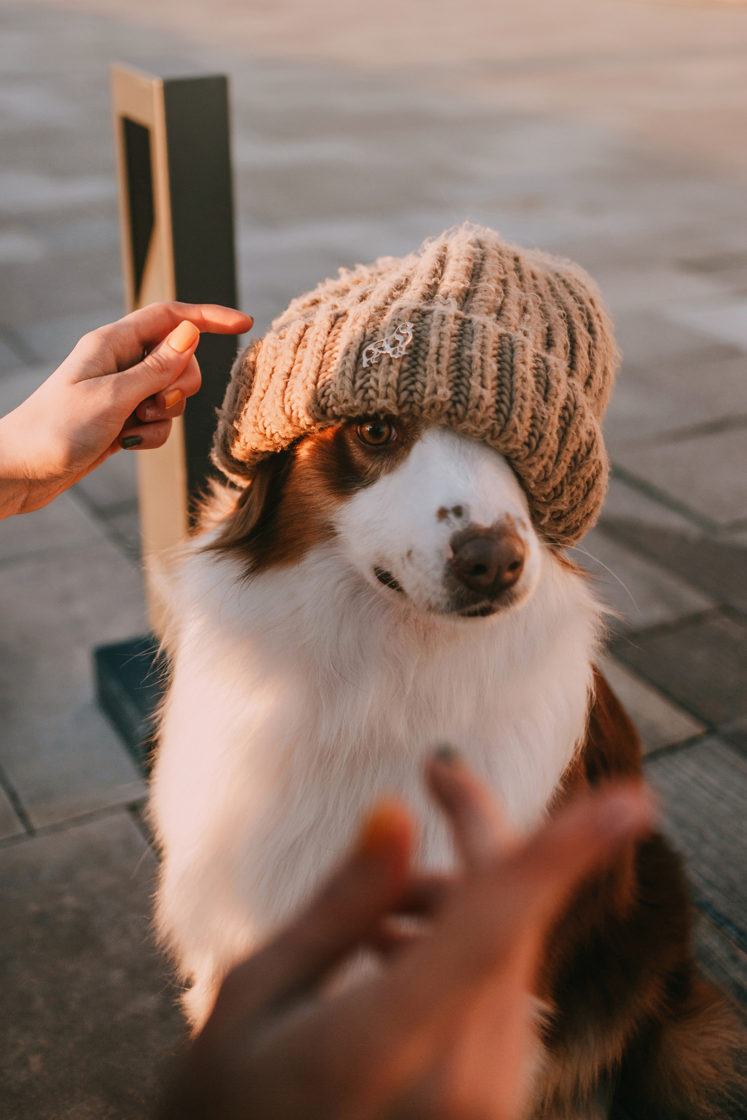 Украшения Diamond Animal. Фотограф-анималист Елена Радченко, Москва