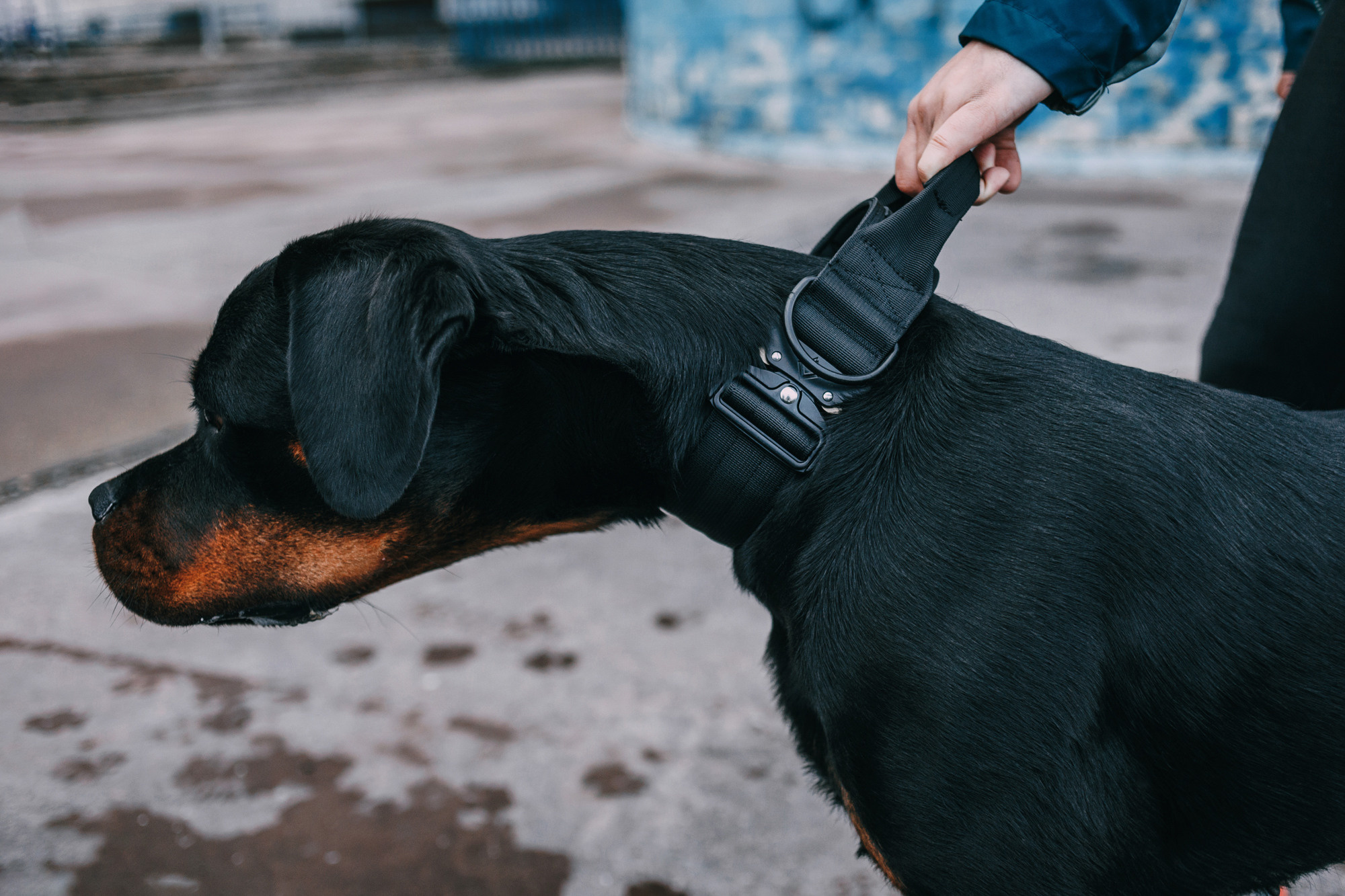 Ошейники Tame flame. Фотограф-анималист Елена Радченко, Москва