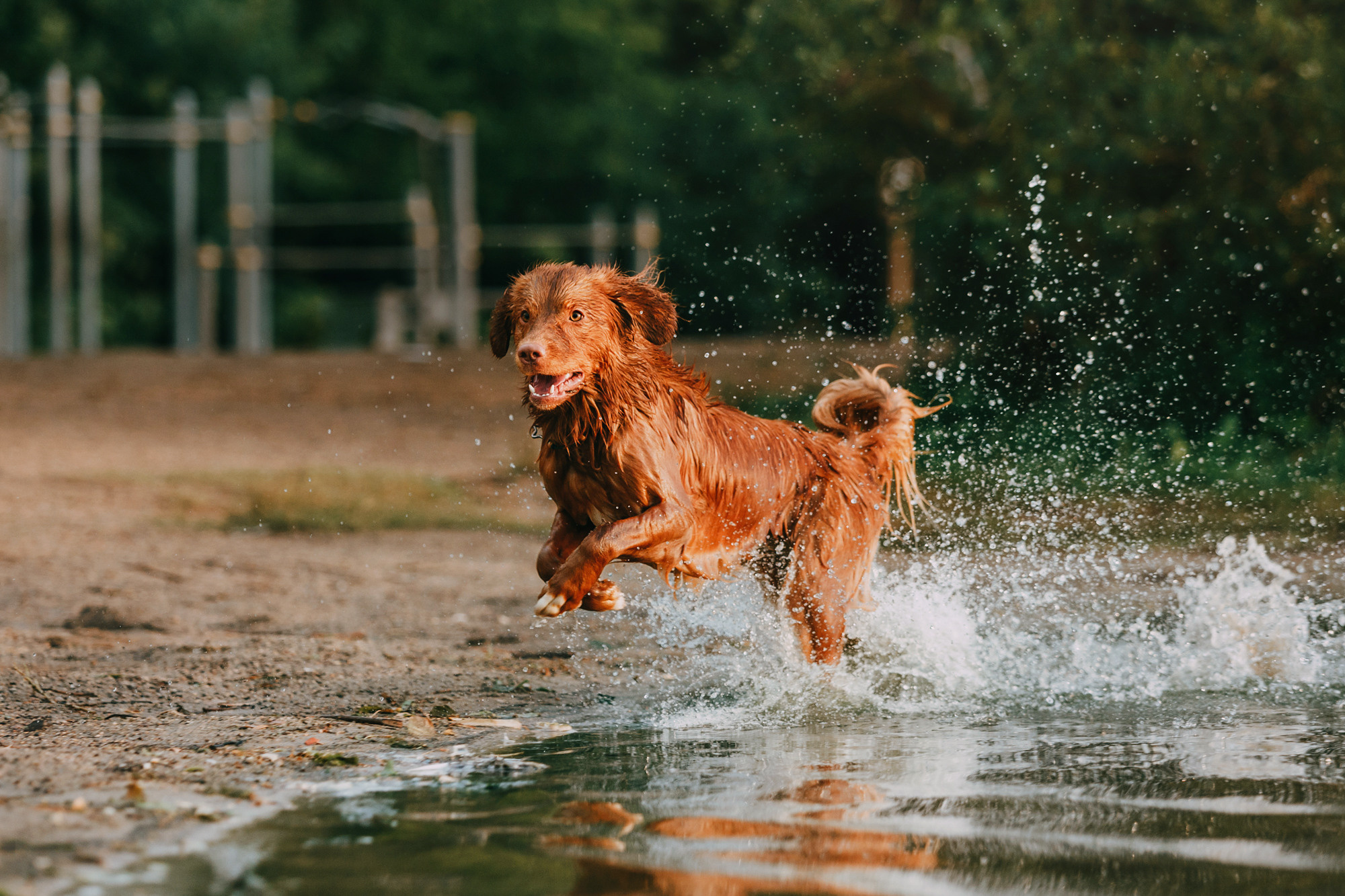 Бублик. Фотограф-анималист Елена Радченко, Москва