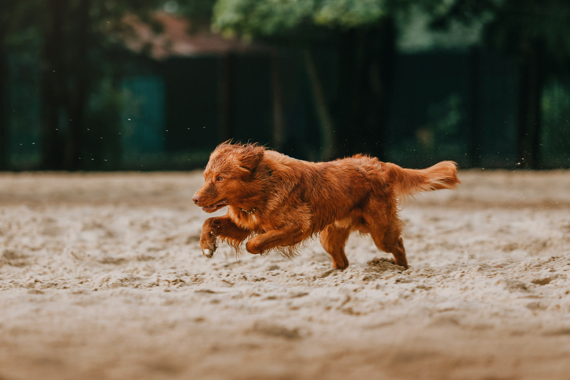 Бублик. Фотограф-анималист Елена Радченко, Москва