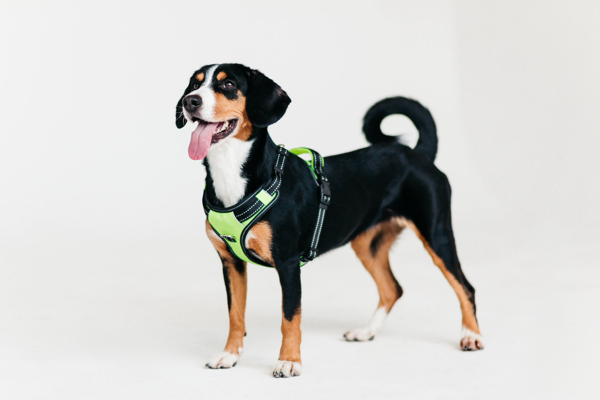 Магазин Каскад. Фотограф-анималист Елена Радченко, Москва