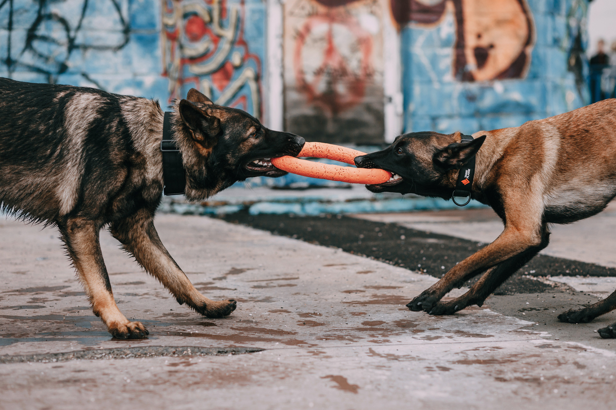 Ошейники Tame flame. Фотограф-анималист Елена Радченко, Москва