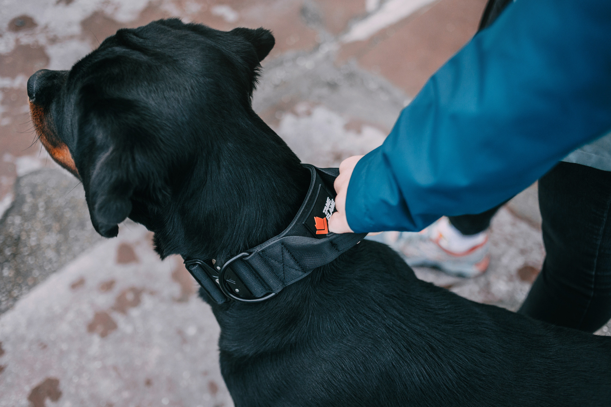 Ошейники Tame flame. Фотограф-анималист Елена Радченко, Москва