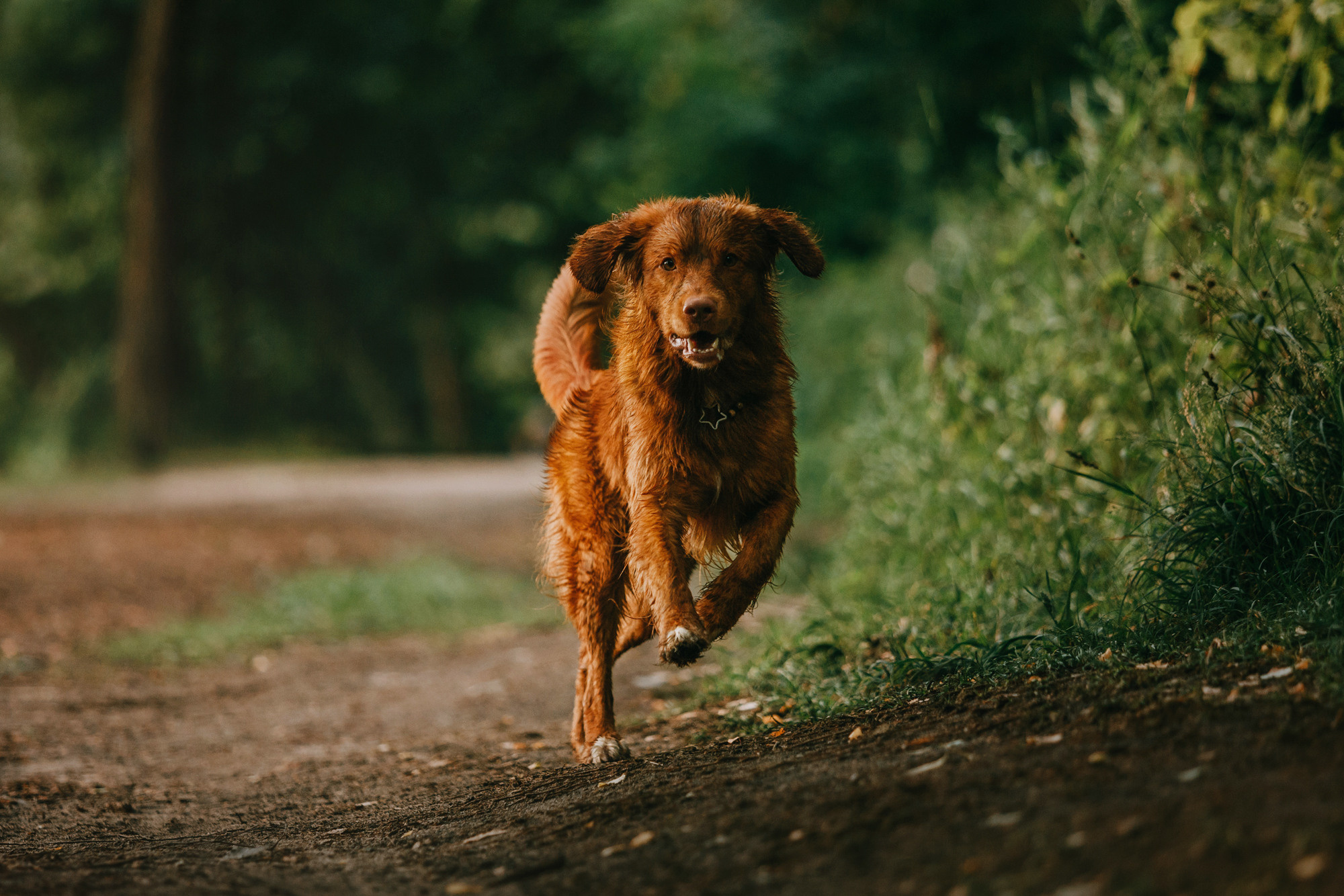 Бублик. Фотограф-анималист Елена Радченко, Москва