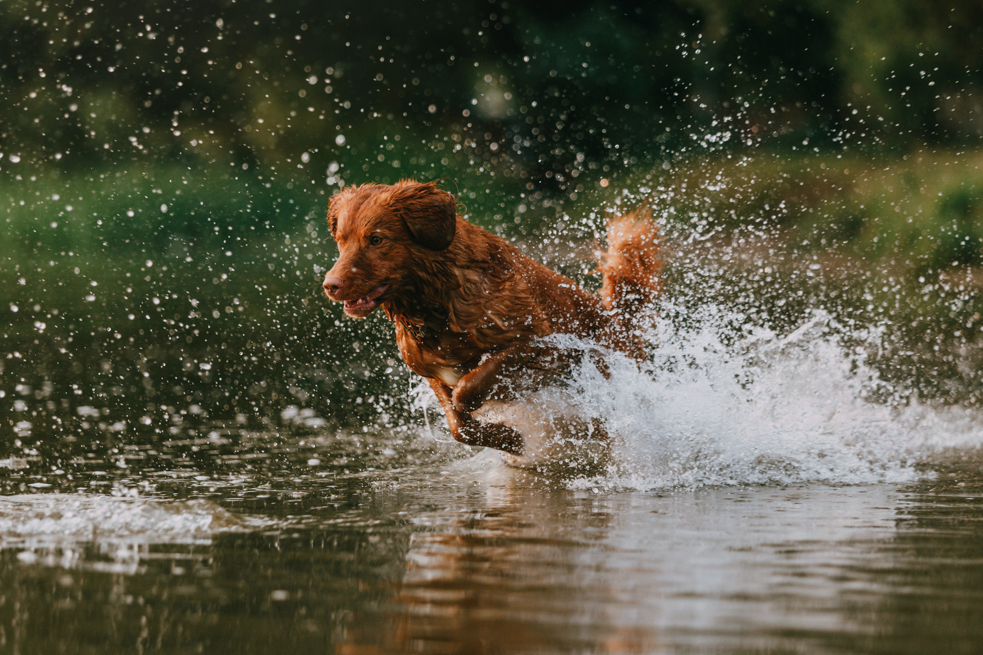 Бублик. Фотограф-анималист Елена Радченко, Москва
