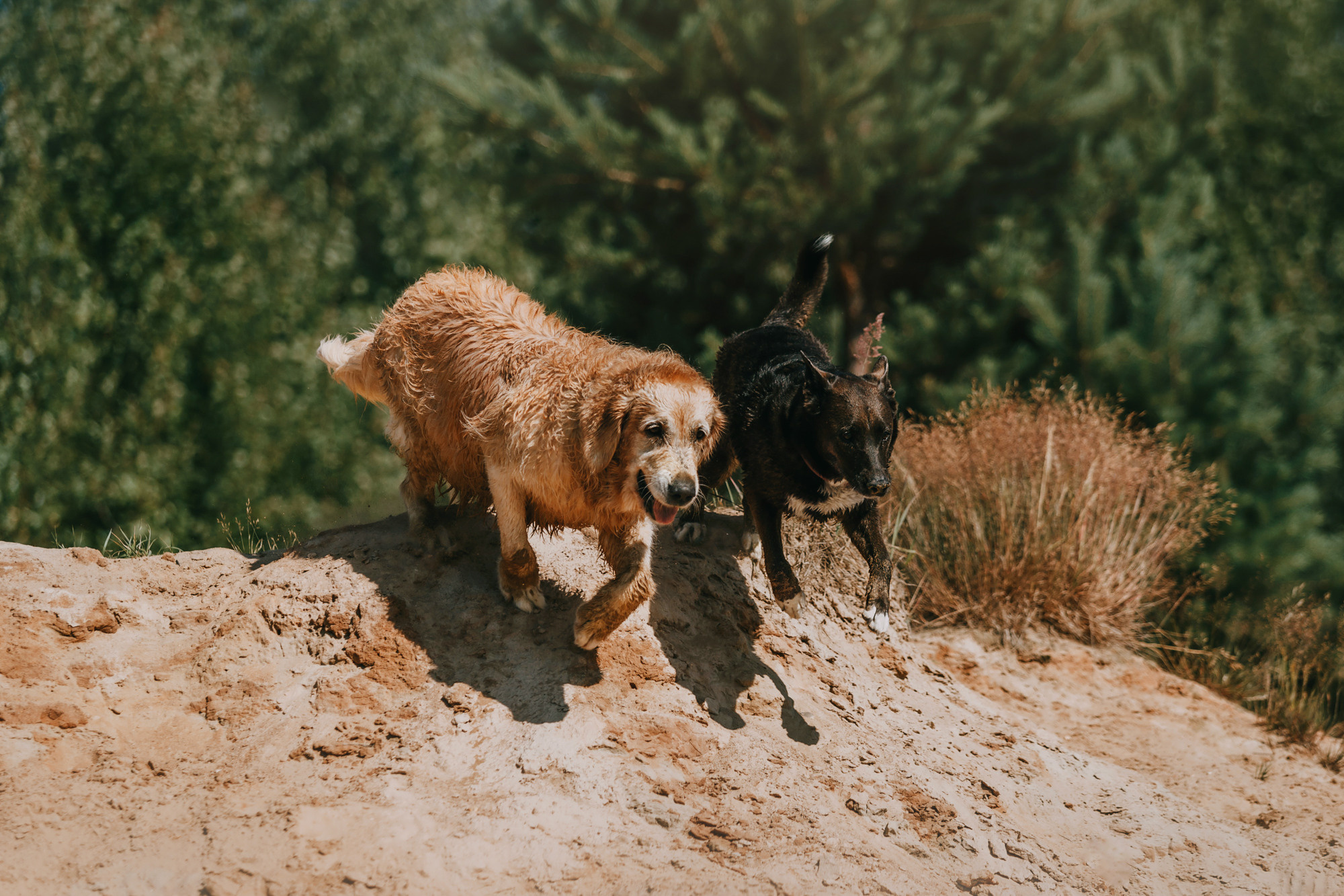 Бэлла и Альма. Фотограф-анималист Елена Радченко, Москва