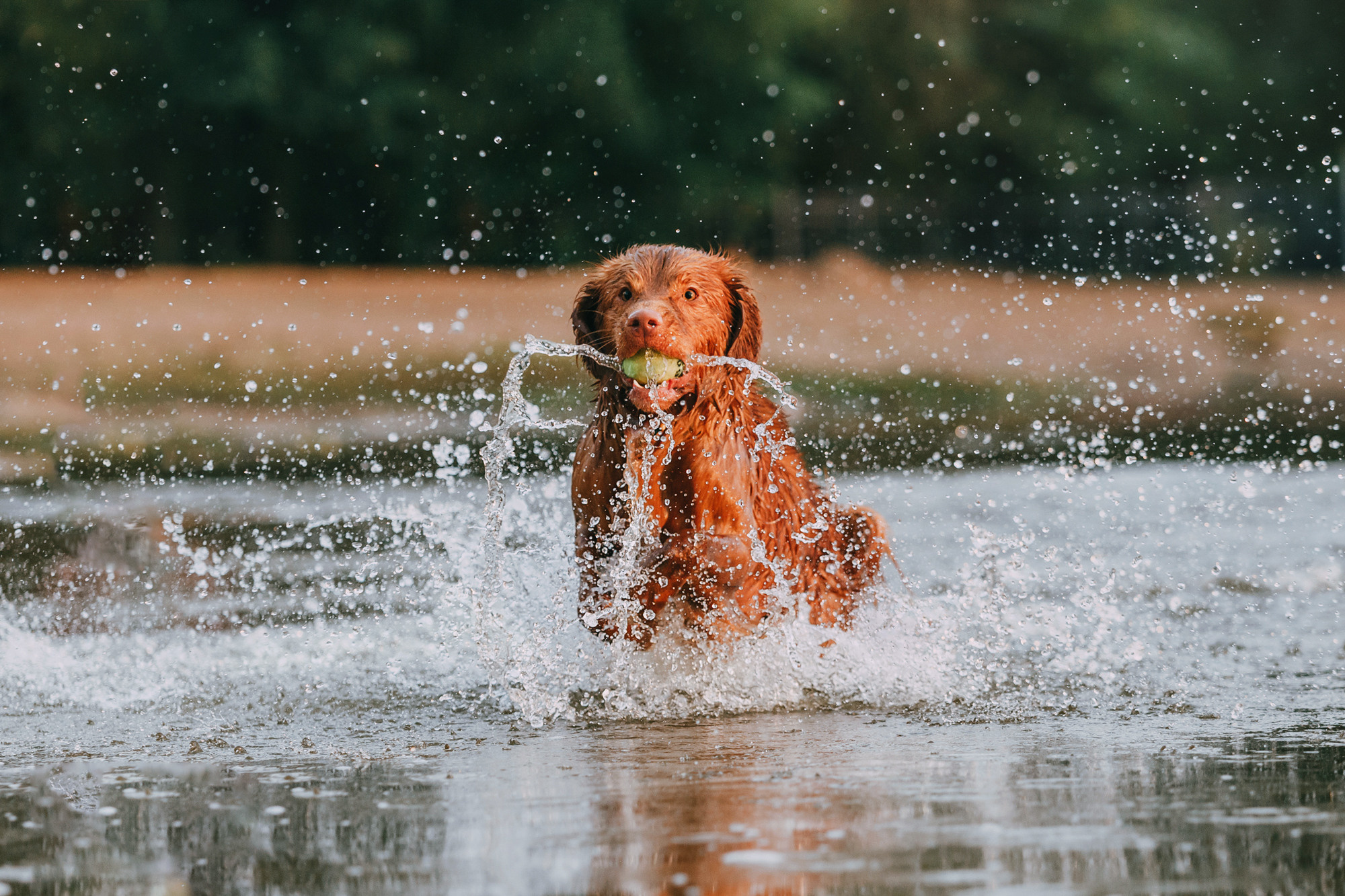 Бублик. Фотограф-анималист Елена Радченко, Москва
