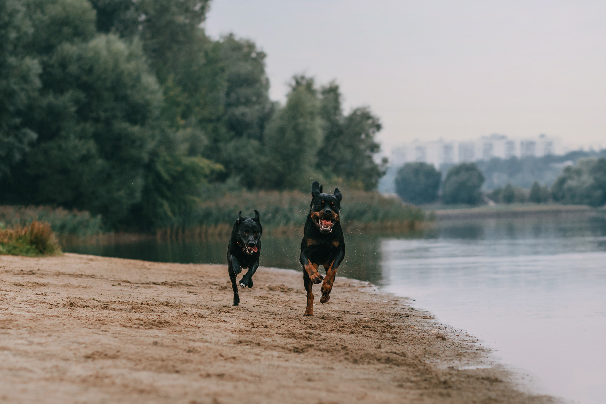 Виктория, Финн и Ливи. Фотограф-анималист Елена Радченко, Москва