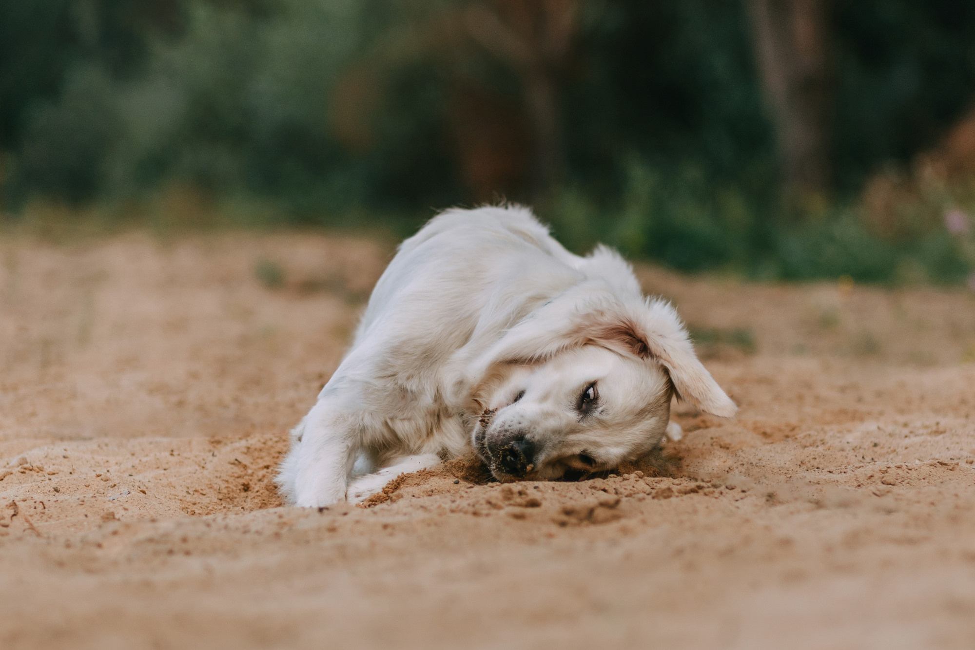Ольга и Винни. Фотограф-анималист Елена Радченко, Москва