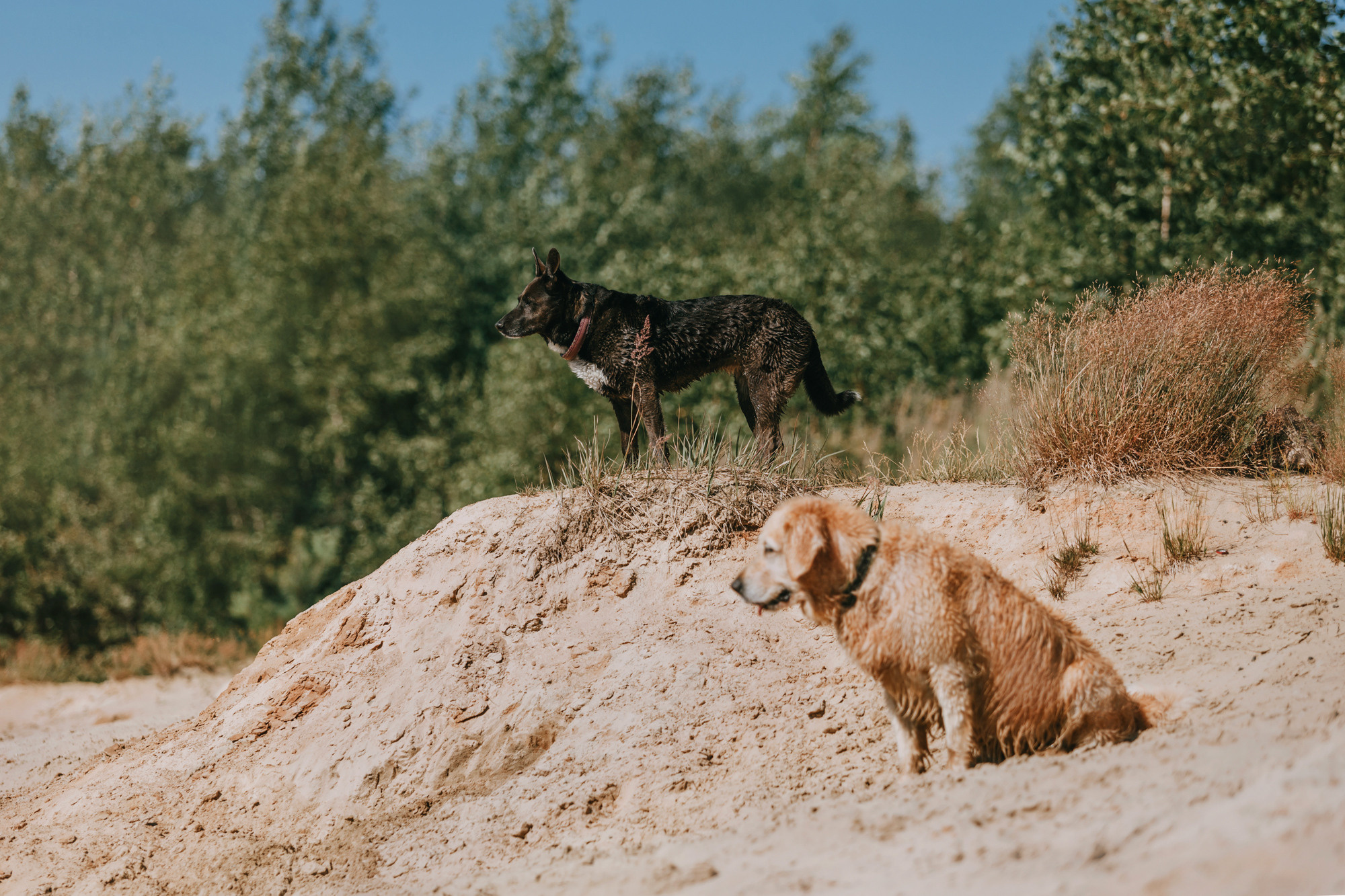 Бэлла и Альма. Фотограф-анималист Елена Радченко, Москва