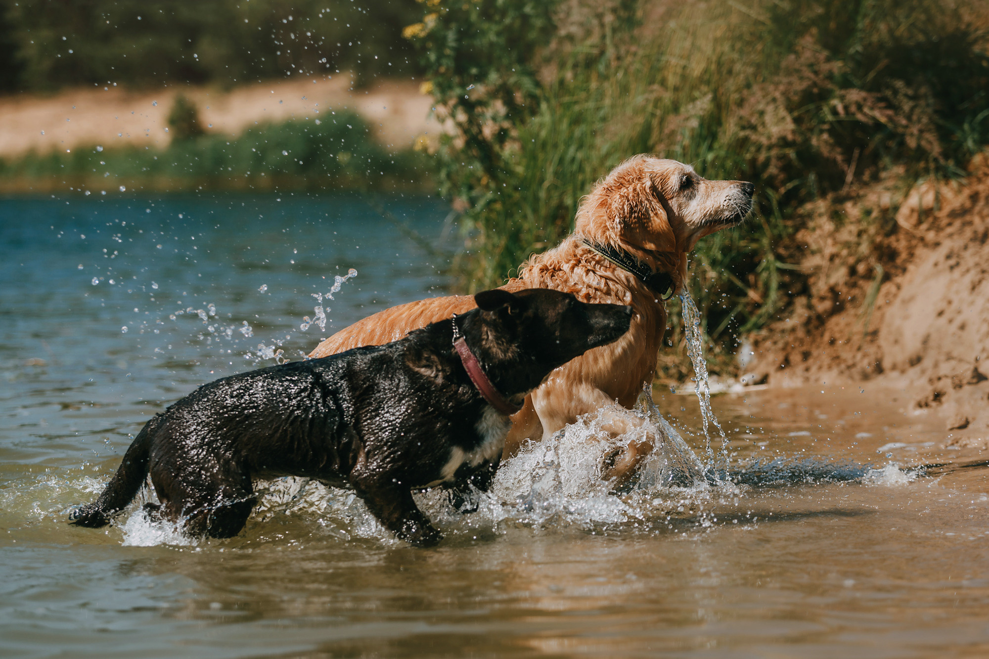 Бэлла и Альма. Фотограф-анималист Елена Радченко, Москва
