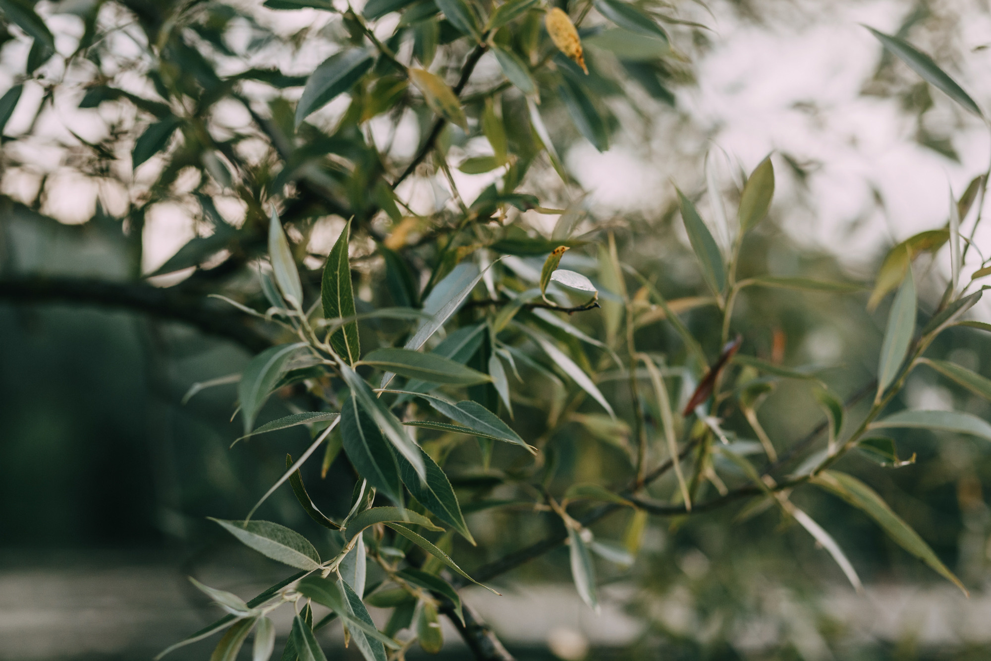 Полина и Ишка. Фотограф-анималист Елена Радченко, Москва