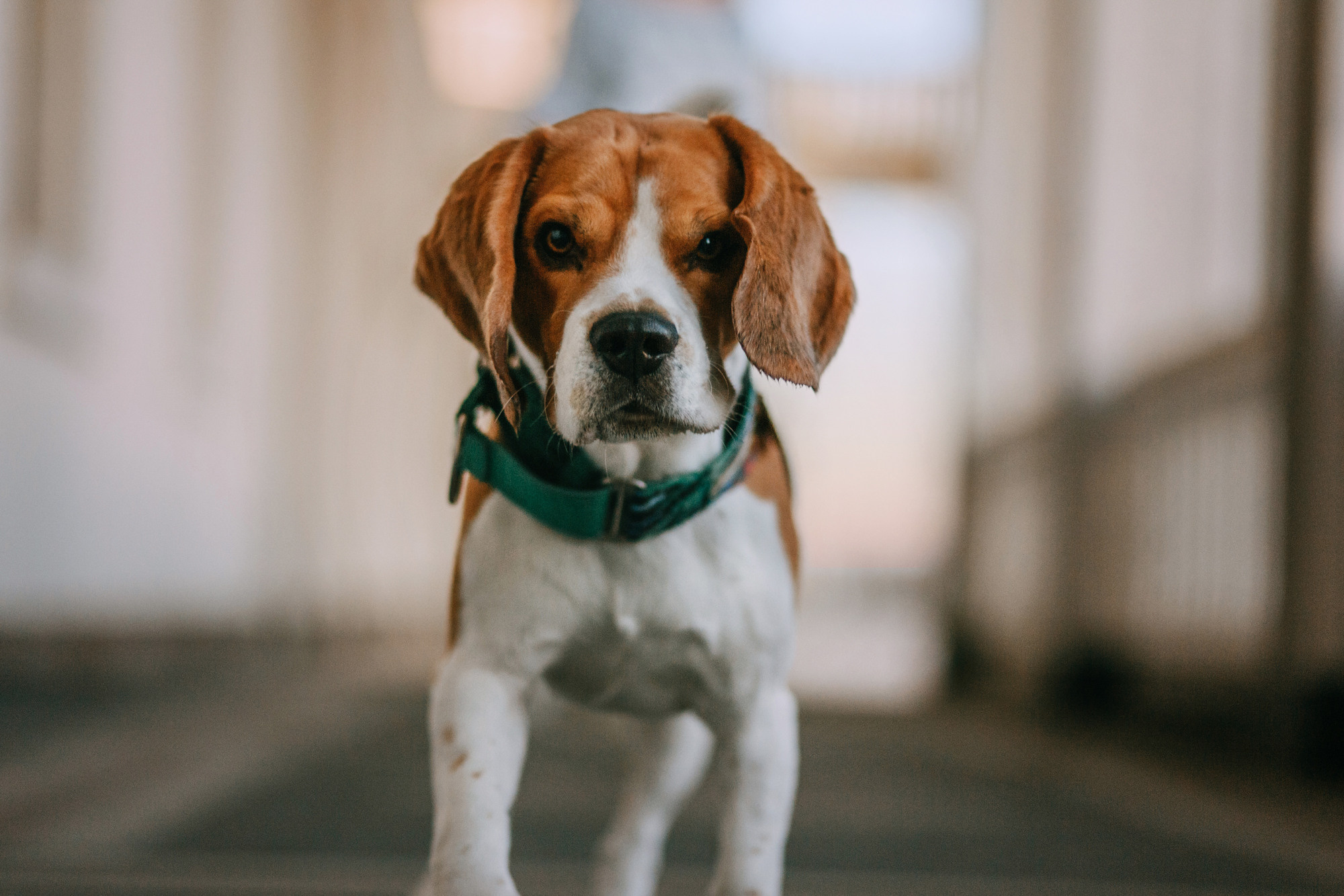 Марина, Максим и Дэй. Фотограф-анималист Елена Радченко, Москва