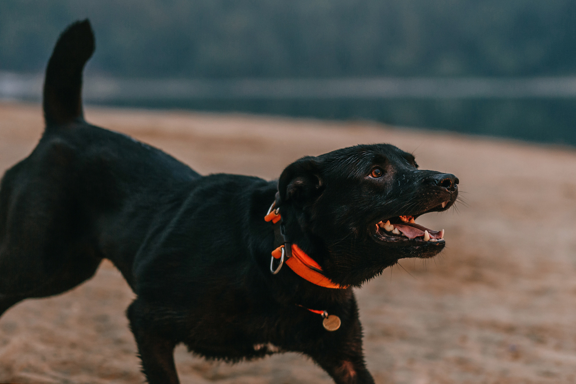 Виктория, Финн и Ливи. Фотограф-анималист Елена Радченко, Москва