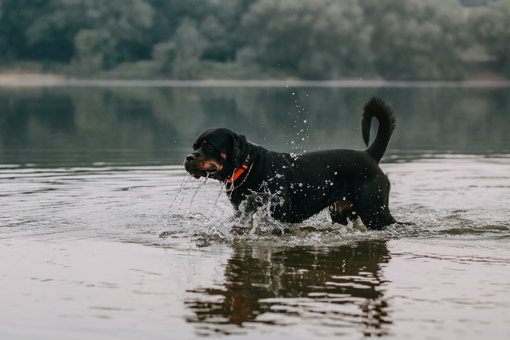 Виктория, Финн и Ливи. Фотограф-анималист Елена Радченко, Москва