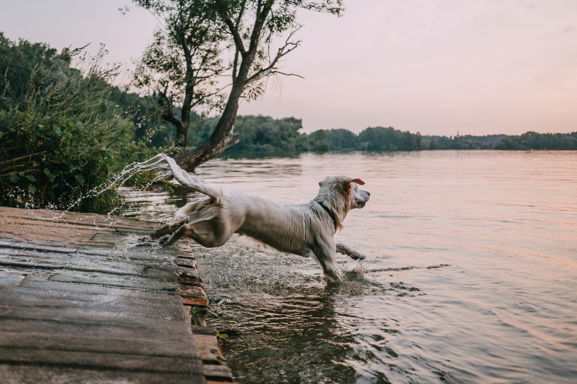 Ольга и Винни. Фотограф-анималист Елена Радченко, Москва