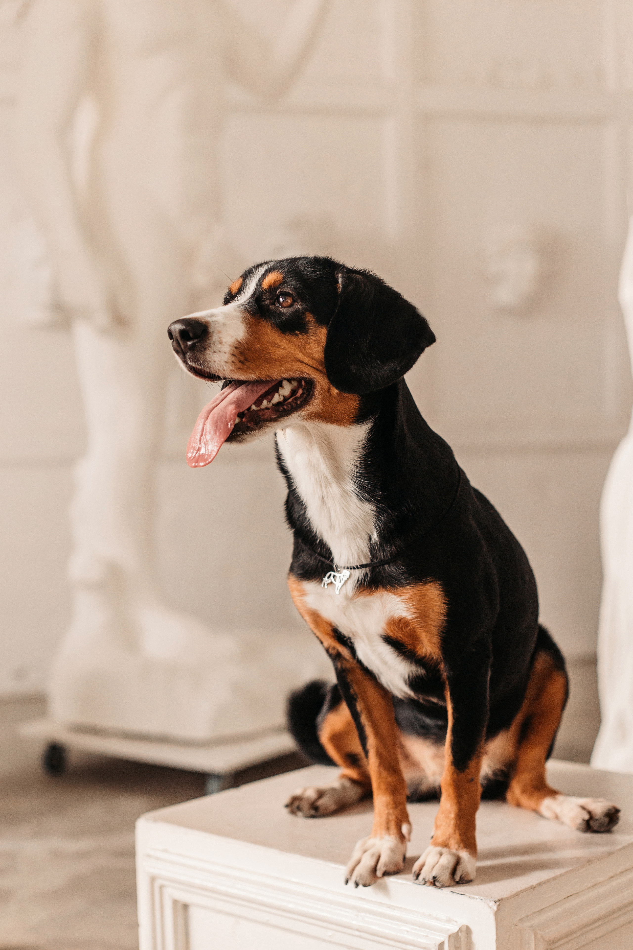 Украшения Diamond Animal. Фотограф-анималист Елена Радченко, Москва