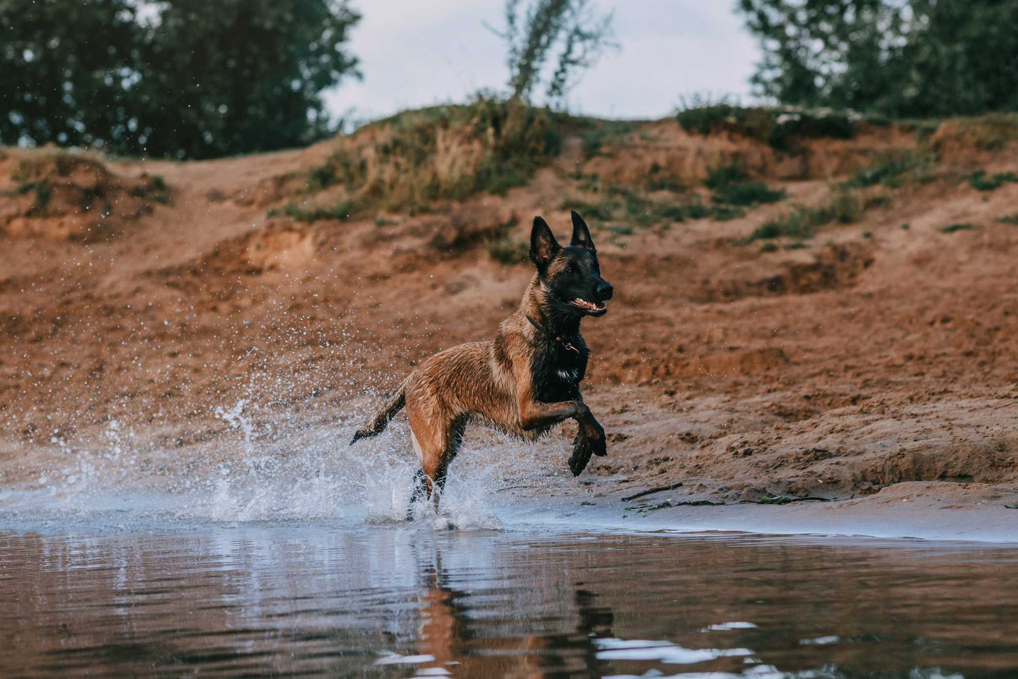 Полина и Ишка. Фотограф-анималист Елена Радченко, Москва