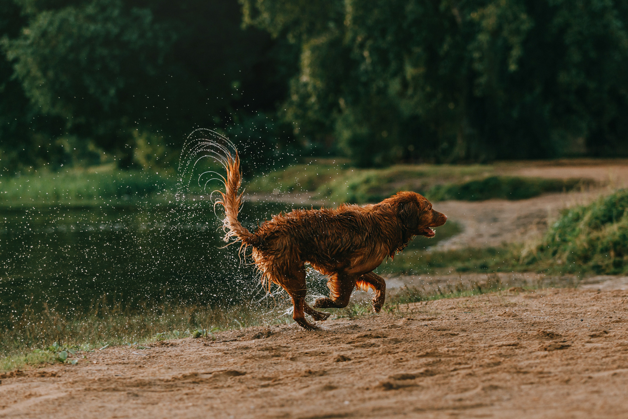 Бублик. Фотограф-анималист Елена Радченко, Москва