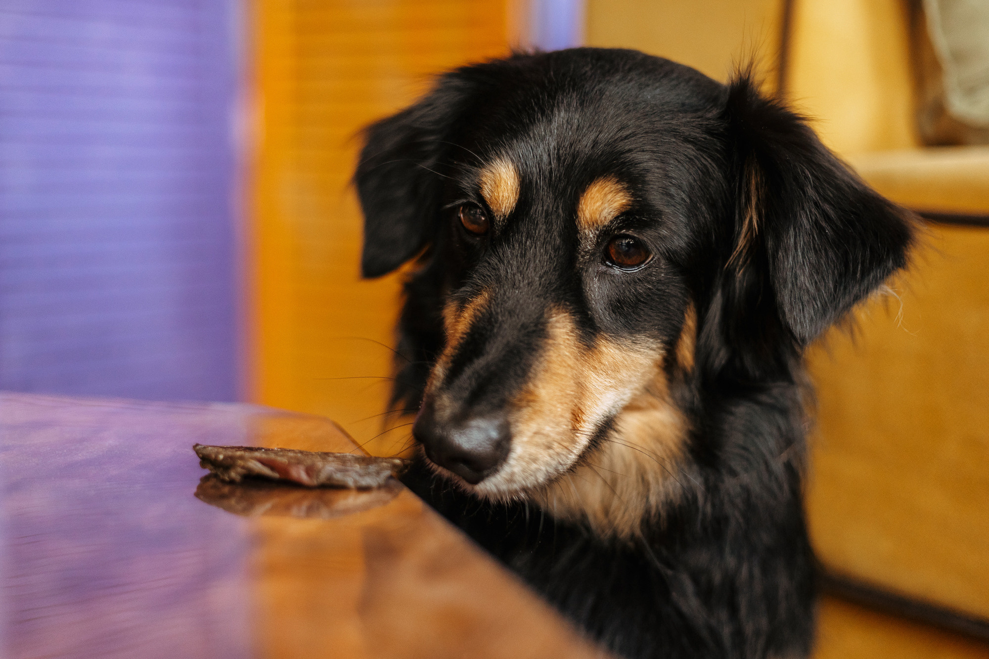 Лакомства Косточка фест. Фотограф-анималист Елена Радченко, Москва