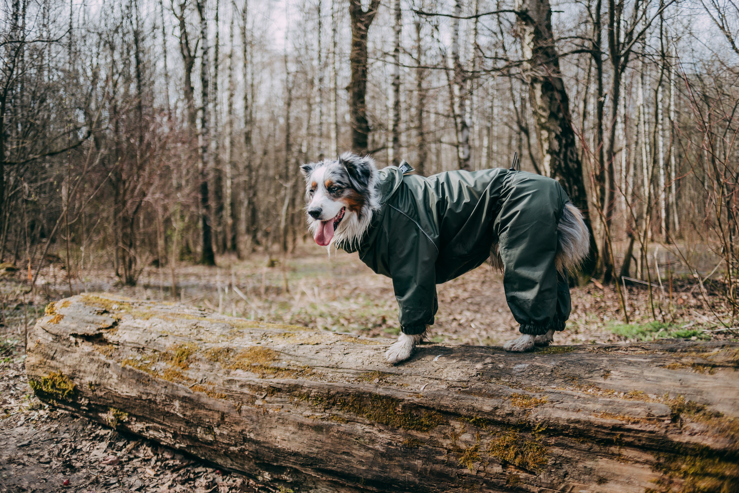 Мастерская Velva wears. Фотограф-анималист Елена Радченко, Москва