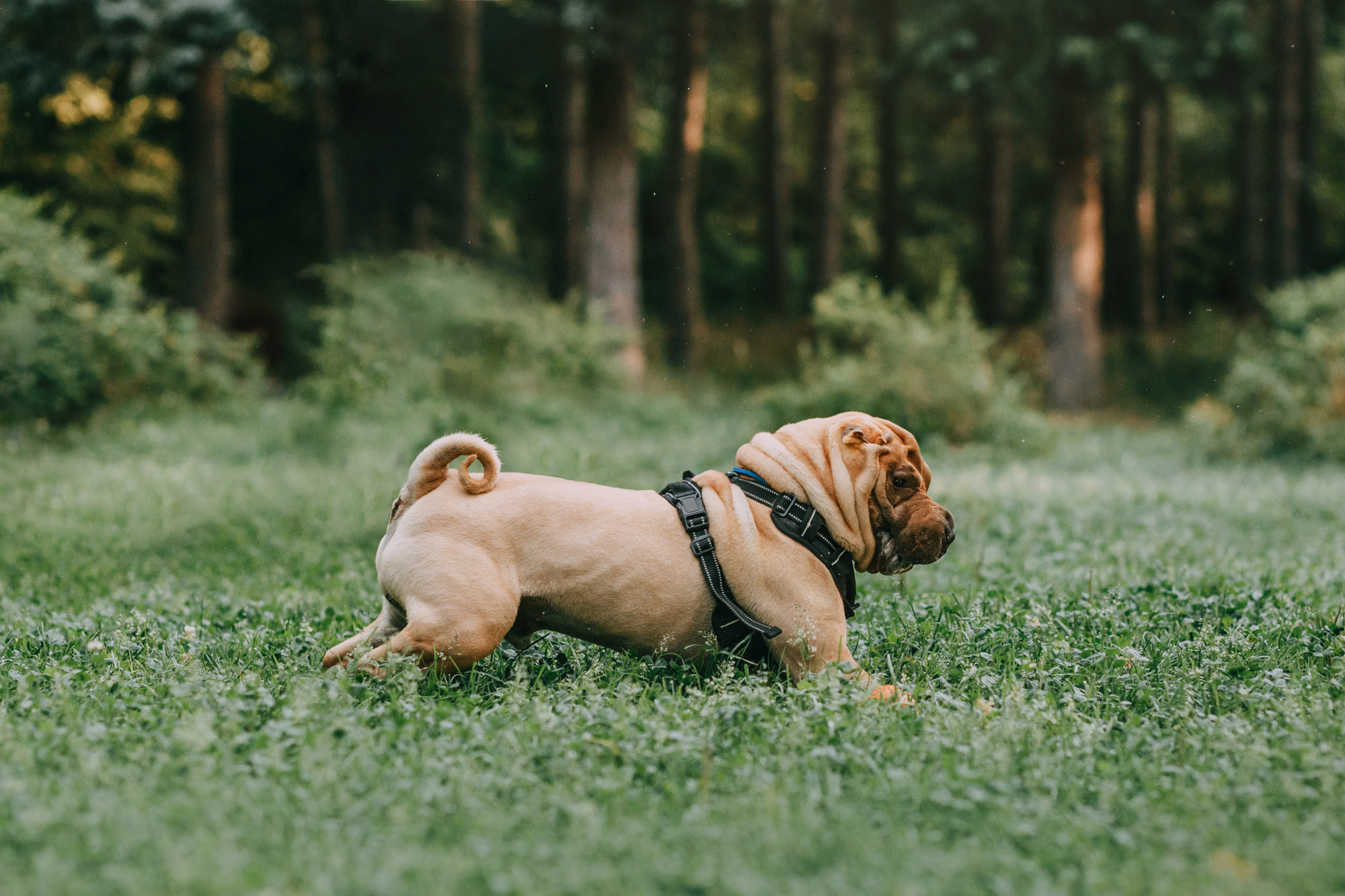 Аппа. Фотограф-анималист Елена Радченко, Москва