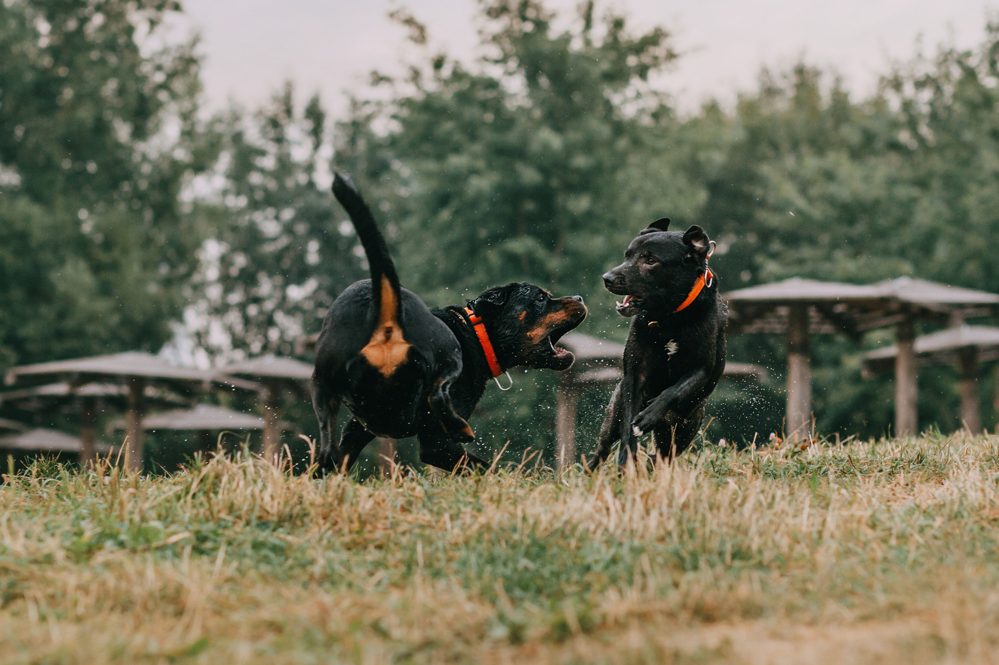 Виктория, Финн и Ливи. Фотограф-анималист Елена Радченко, Москва