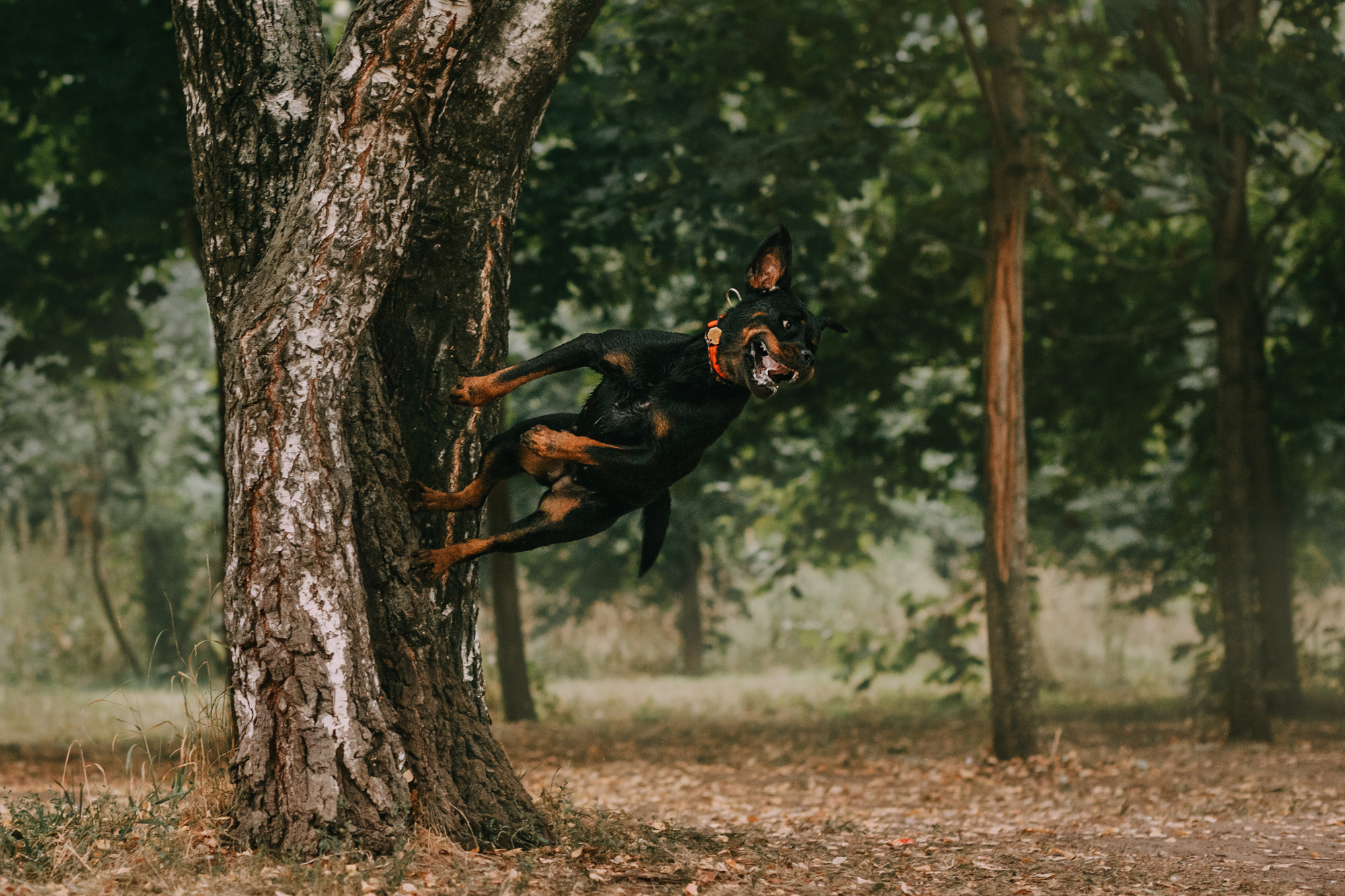 Виктория, Финн и Ливи. Фотограф-анималист Елена Радченко, Москва