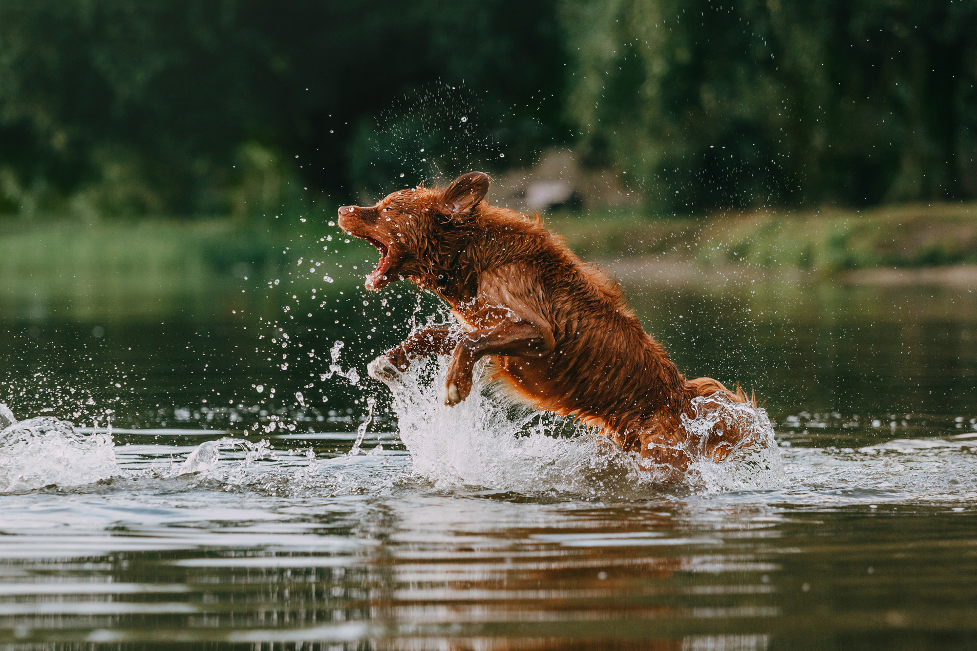 Бублик. Фотограф-анималист Елена Радченко, Москва