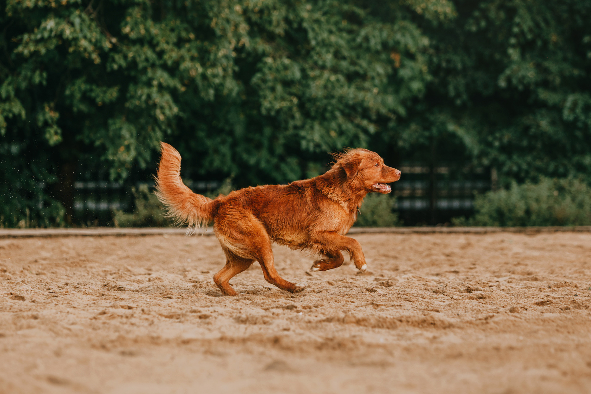 Бублик. Фотограф-анималист Елена Радченко, Москва
