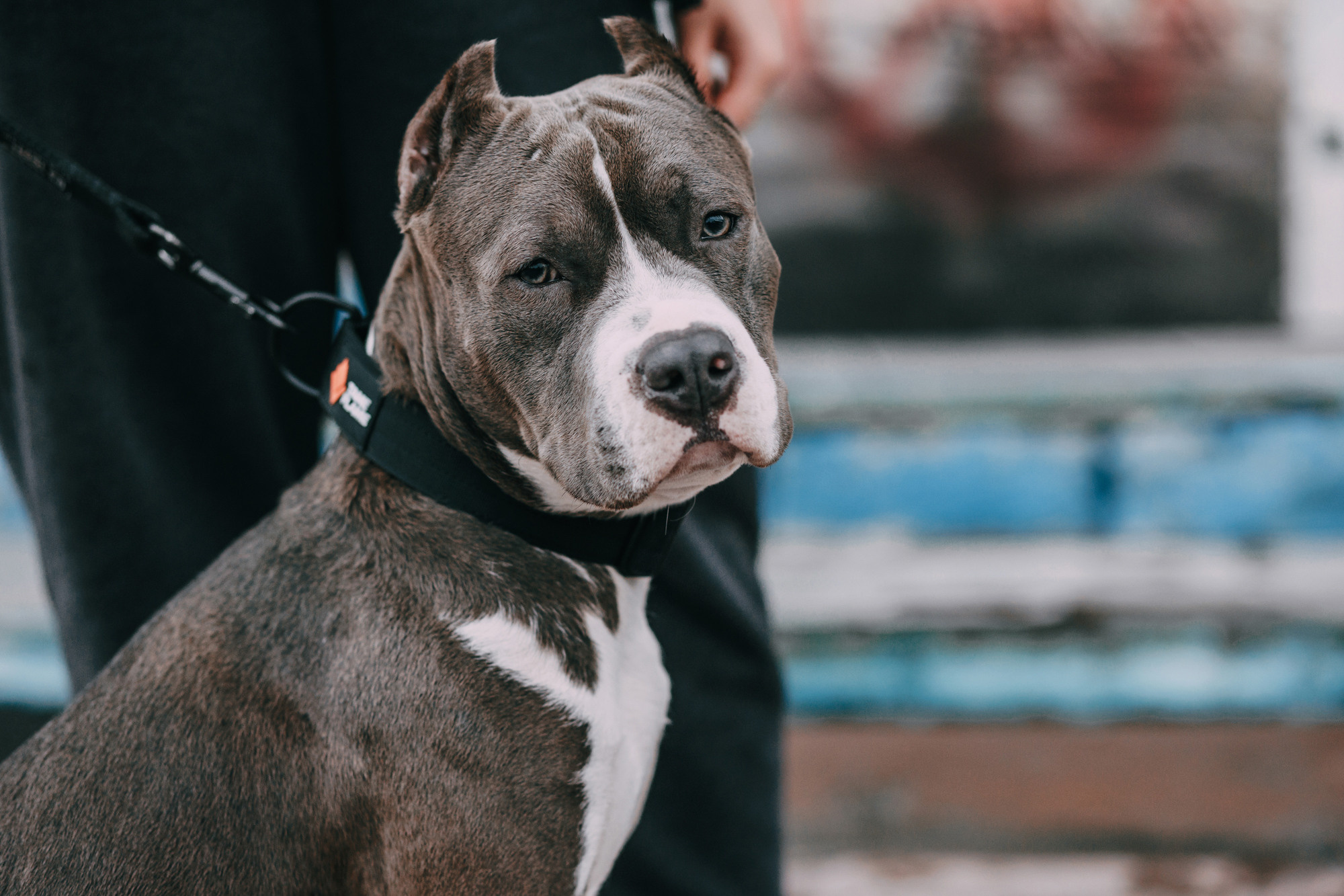 Ошейники Tame flame. Фотограф-анималист Елена Радченко, Москва